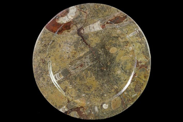 Fossil Orthoceras & Goniatite Round Plate - Stoneware #140072